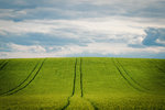 barley
