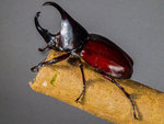 beetle