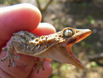 gecko