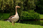 goose