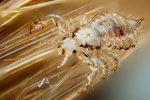 louse