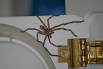 spider