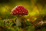 toadstool